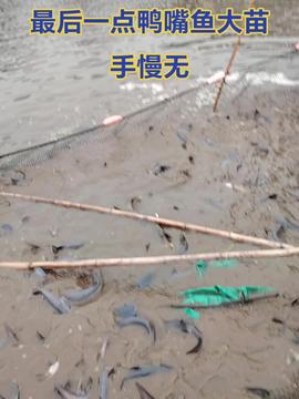 智叟漁業(yè) 融合科技創(chuàng)新與生態(tài)智慧，引領(lǐng)現(xiàn)代漁業(yè)新篇章